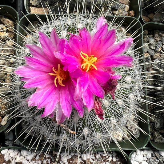 Thelocactus macdowellii