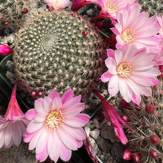 Rebutia narvaecense