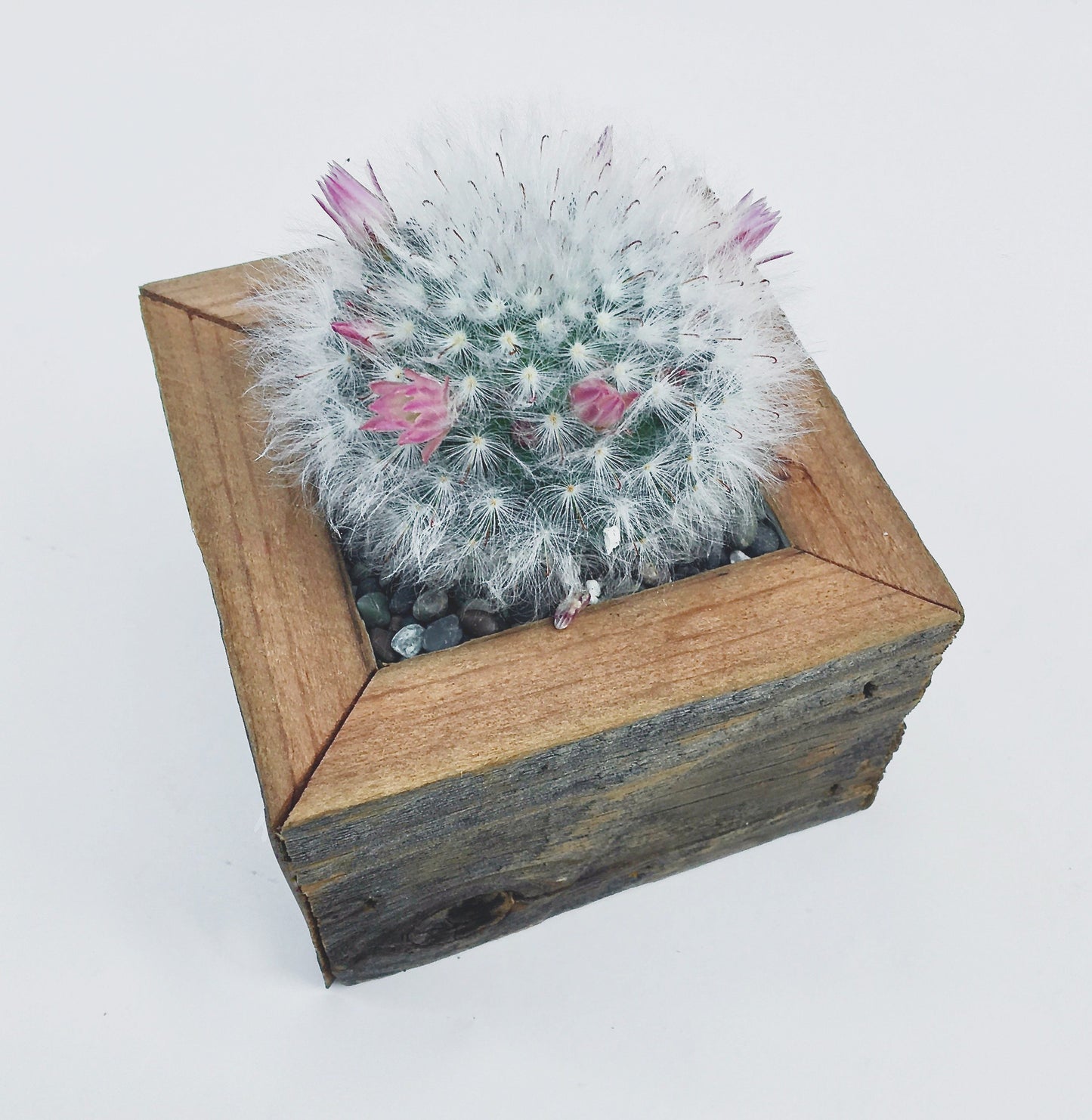 Square Planter With Cactus