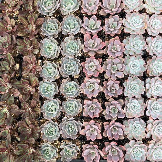 Echeveria Assortment