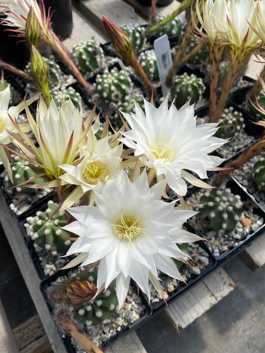 Echinopsis subdenudata