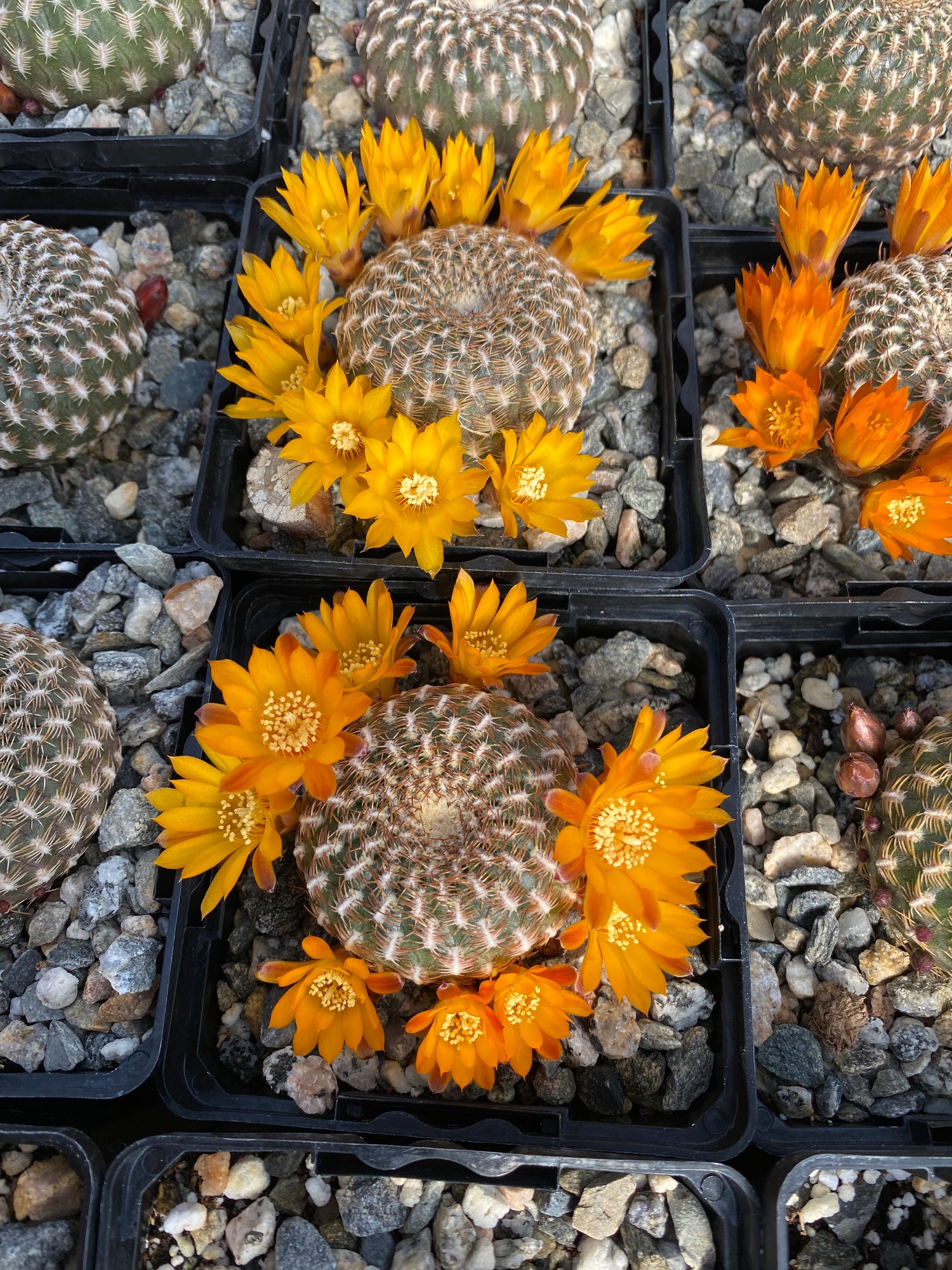 orange county succulent nursery Sulcorebutia arenacea – Succulent Gardens