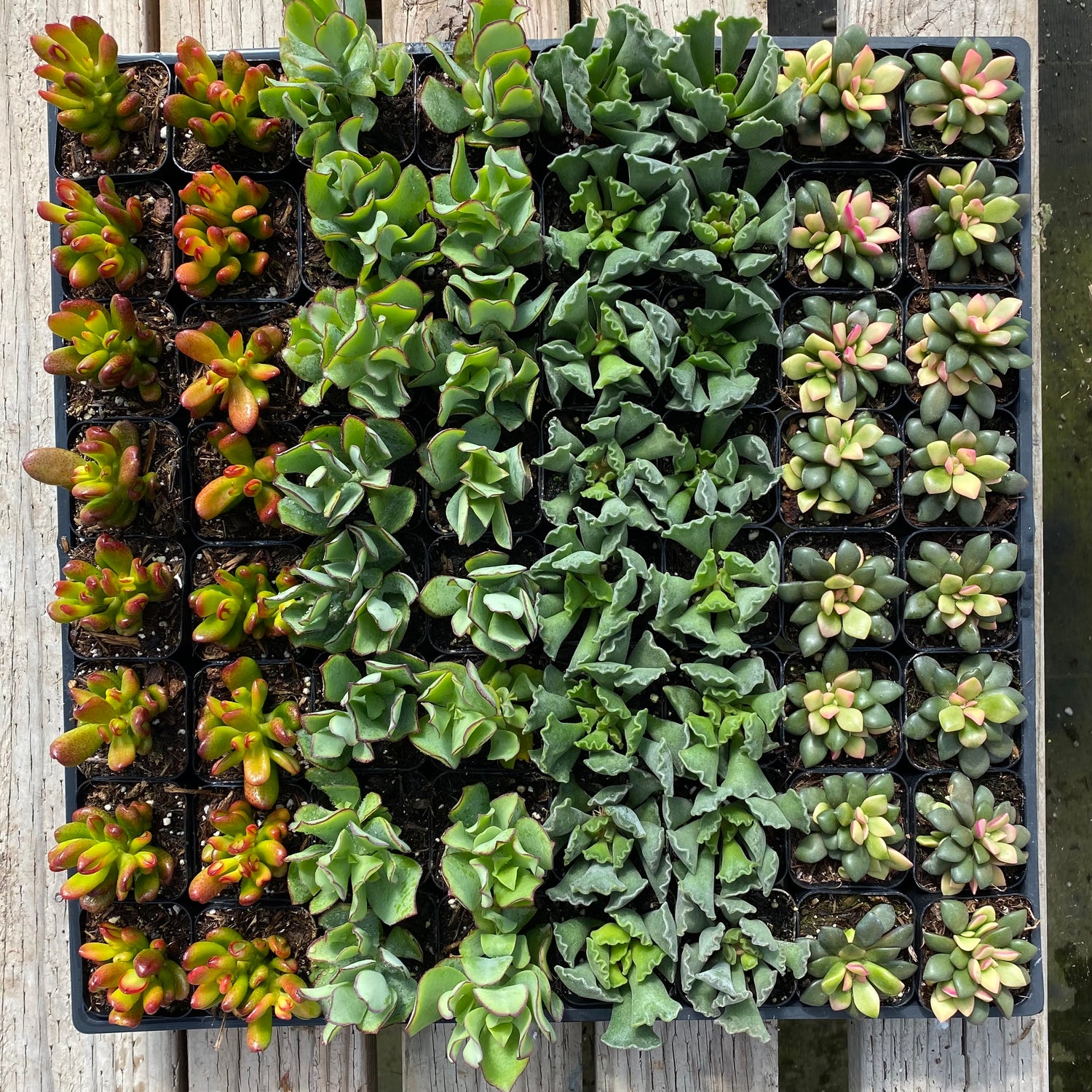 succulents that like partial shade Partial Shade Assortment – Succulent Gardens