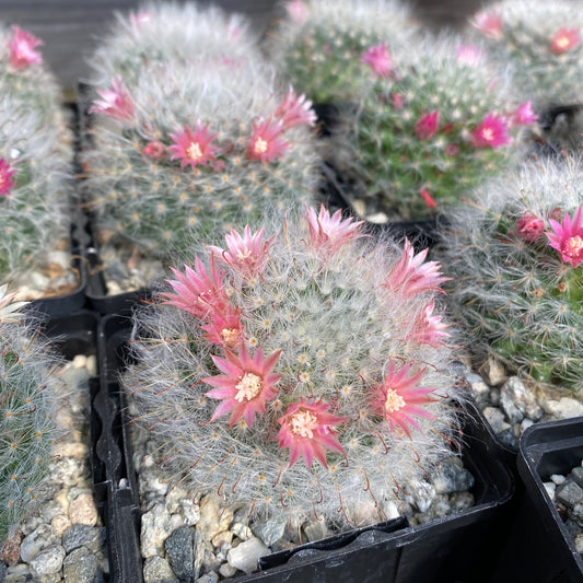 Mammillaria bocasana