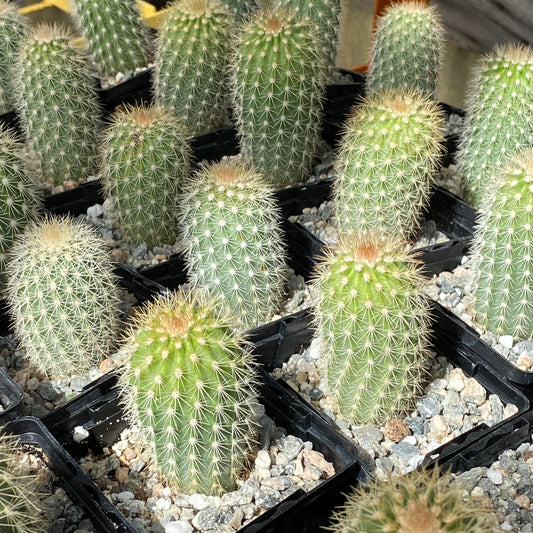 Echinocereus websterianus