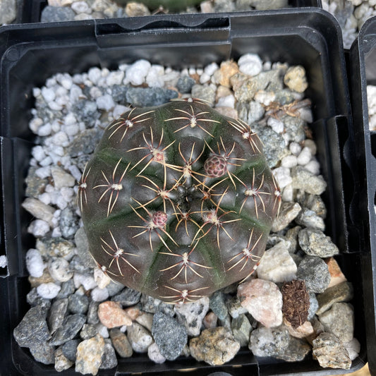 Gymnocalycium cordobense