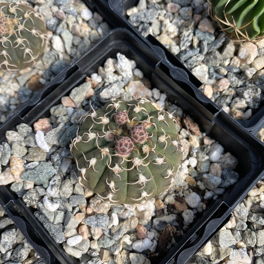 Gymnocalycium triacanthum