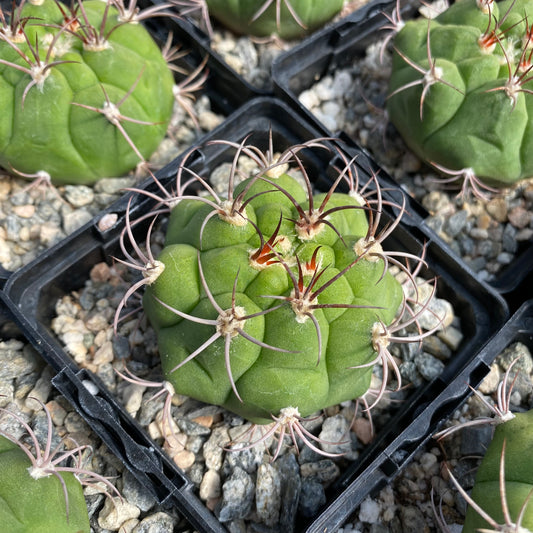 Gymnocalycium pflanzii