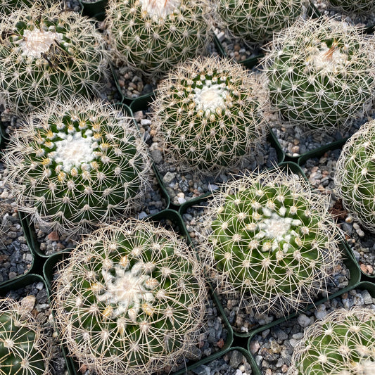 Discocactus araneispinus