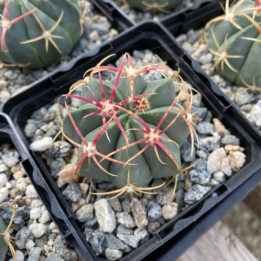 Ferocactus macrodiscus