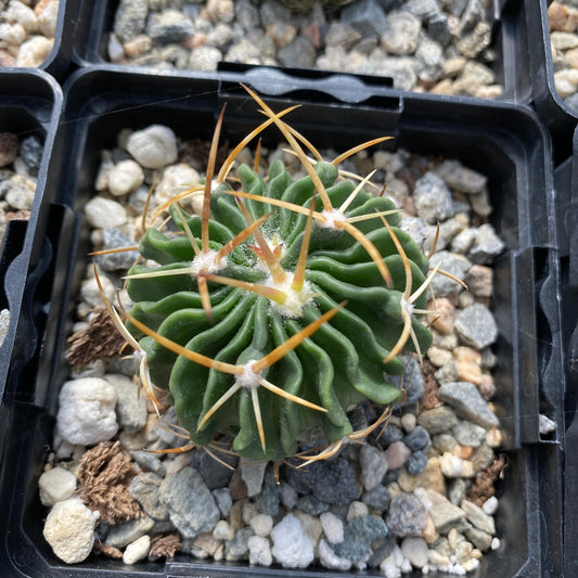 Echinofossulocactus guerraianus