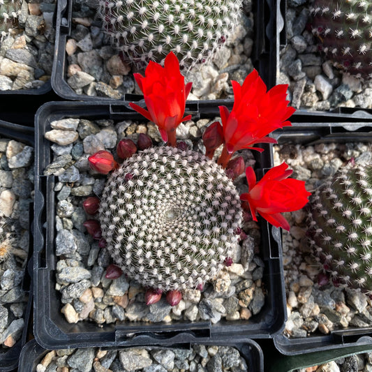 Rebutia krainziana