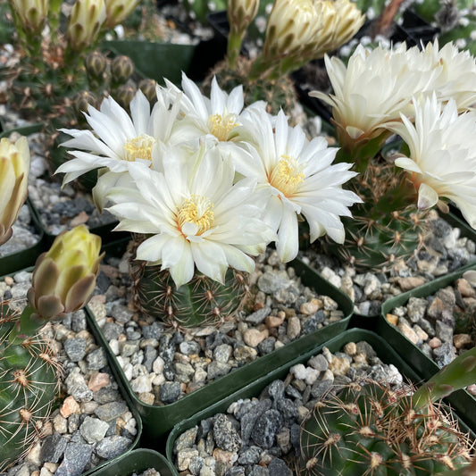 Gymnocalycium mesopotamicum