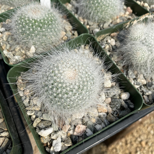 Mammillaria hahniana