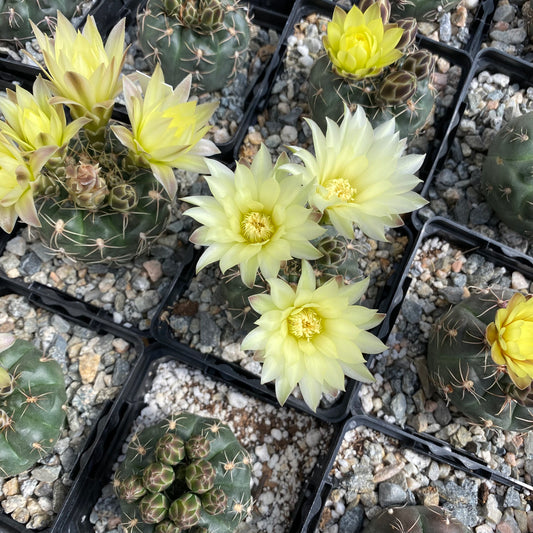 Gymnocalycium schroederianum