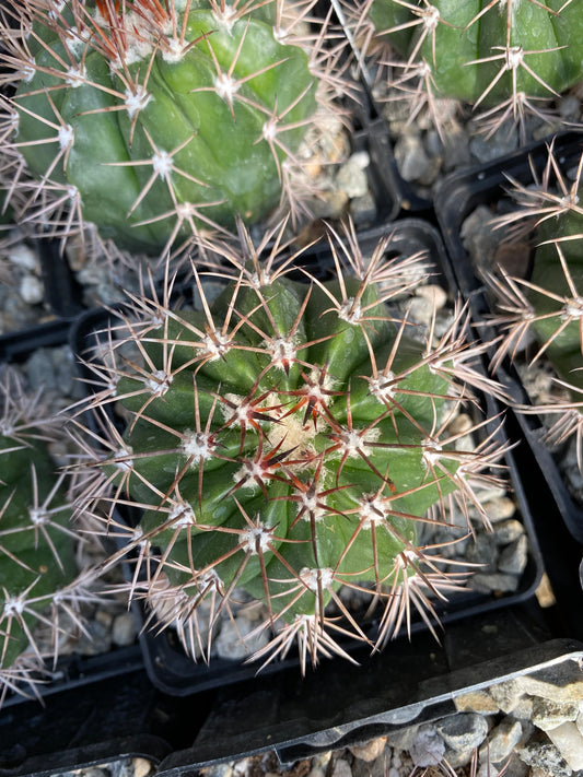 Melocactus violaceus