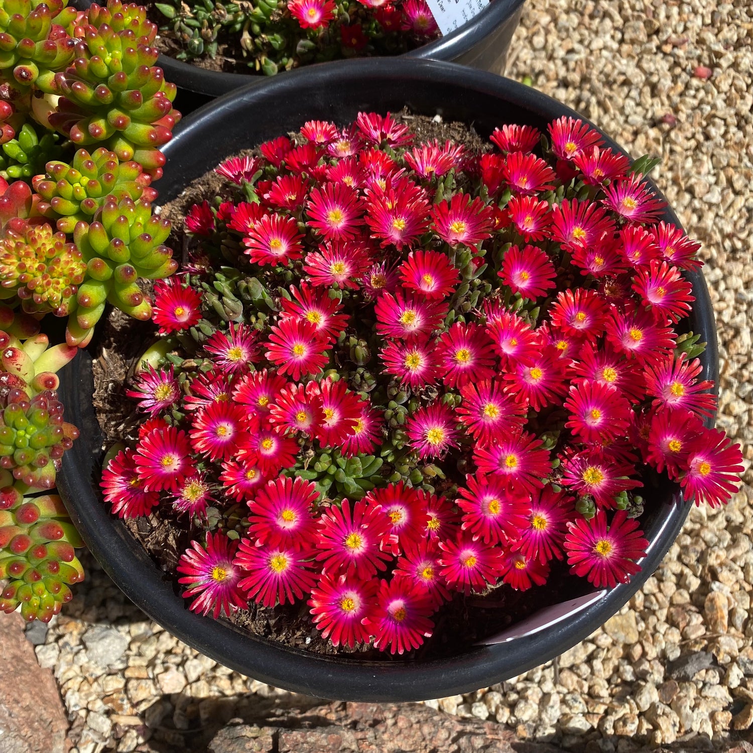 desert jewel succulent garden Delosperma 'Jewel of the Desert Garnet' – Succulent Gardens