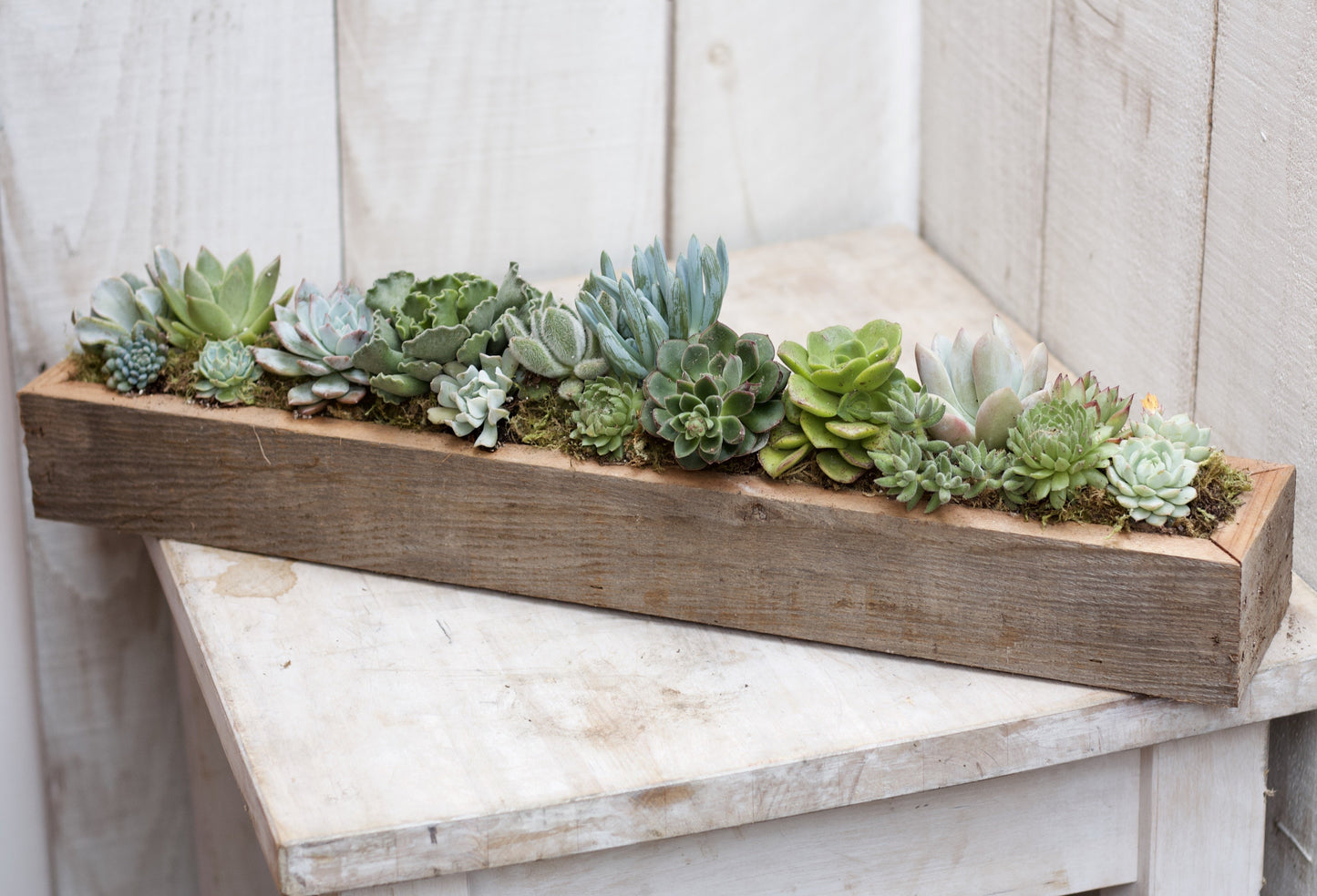 Succulent Container Garden | Succulent Centerpiece