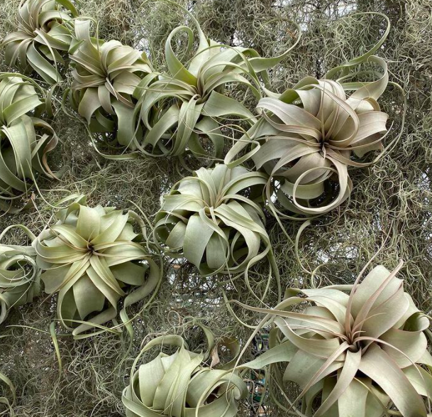 Tillandsia xerographica