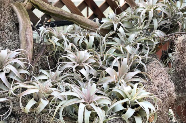 tillandsia xerographica air plant Tillandsia xerographica – Succulent Gardens