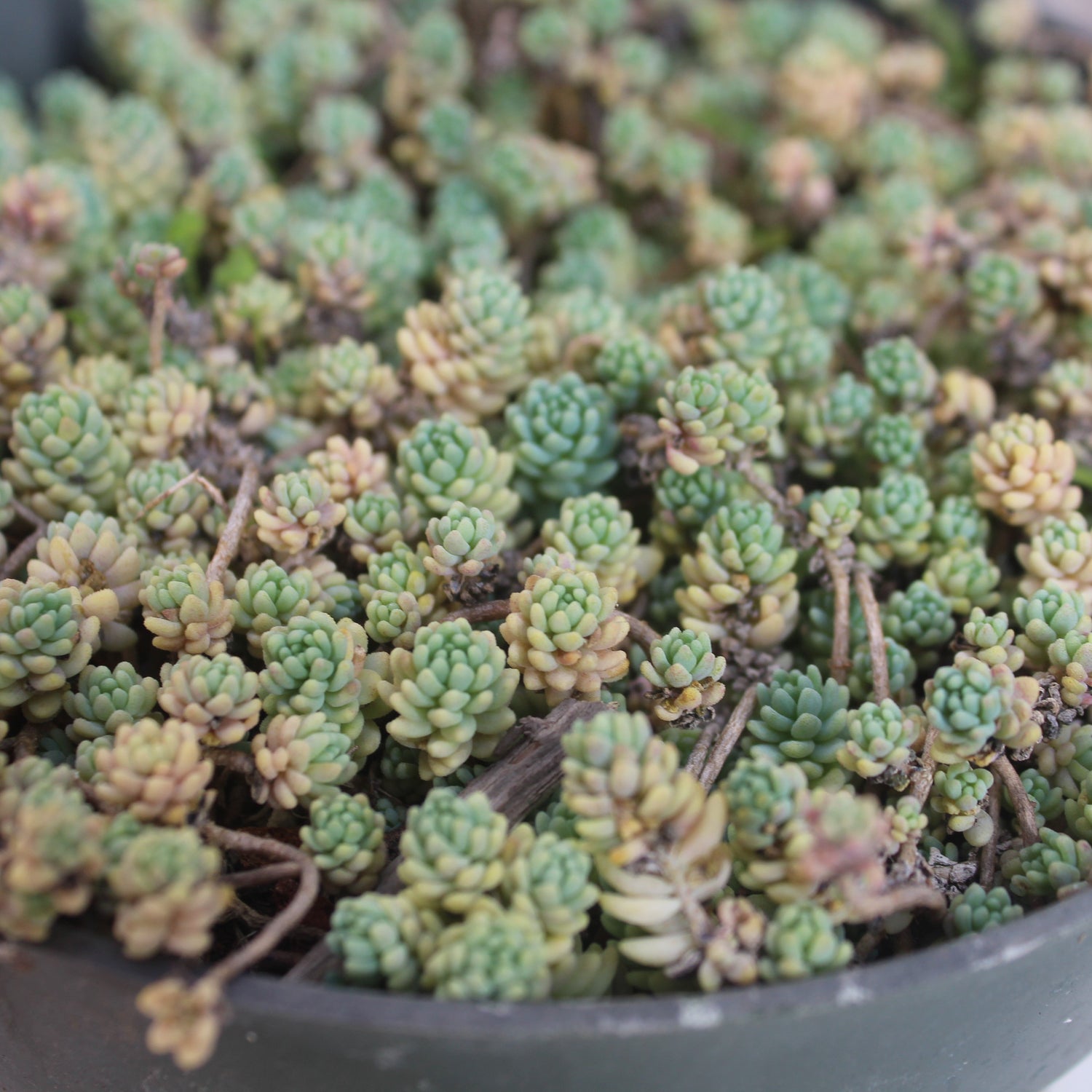 small fuzzy succulent Sedum dasyphyllum 'Fuzzy Wuzzy' – Succulent Gardens