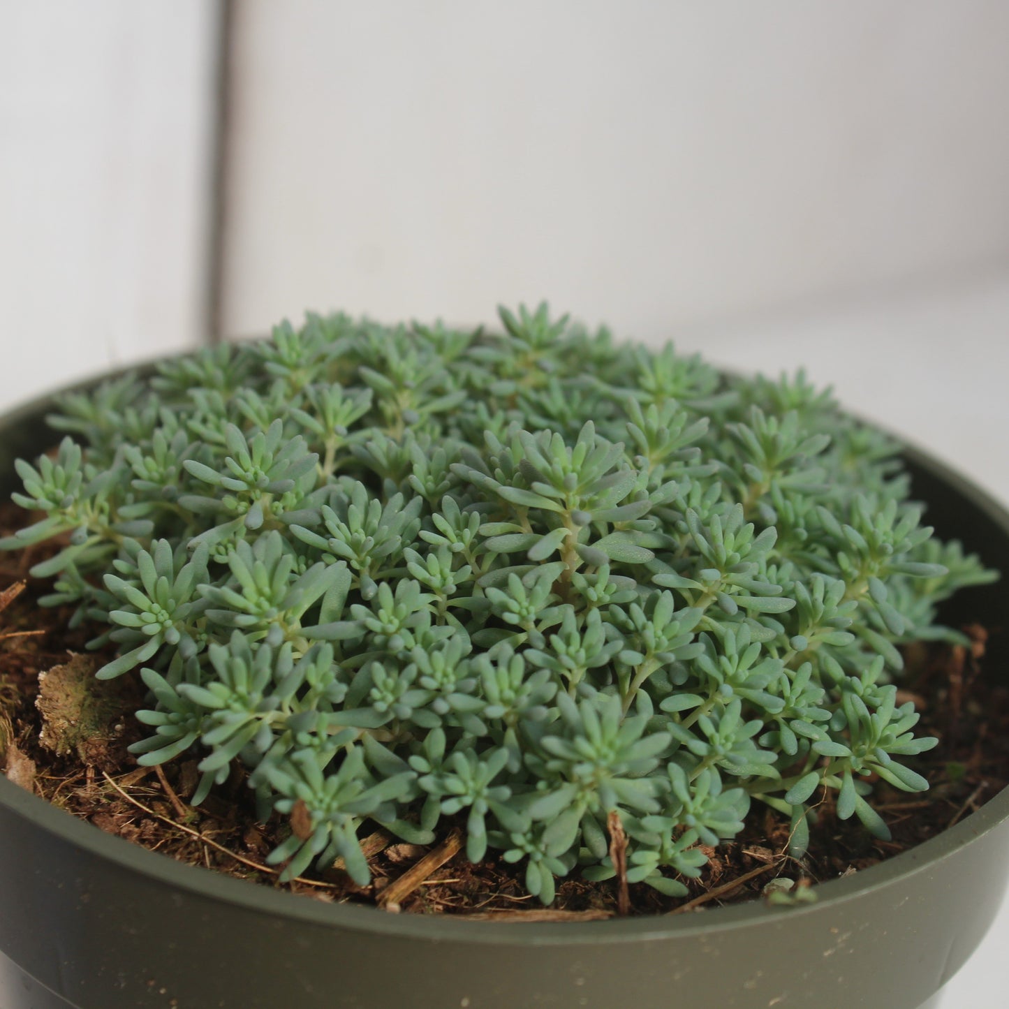 hispanicum succulent Sedum hispanicum – Succulent Gardens