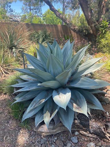 frosty blue succulent flower Agave ovatifolia 'Frosty Blue' – Succulent Gardens