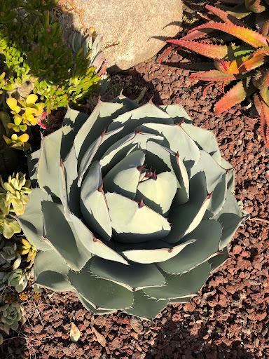 Agave parryi var. truncata