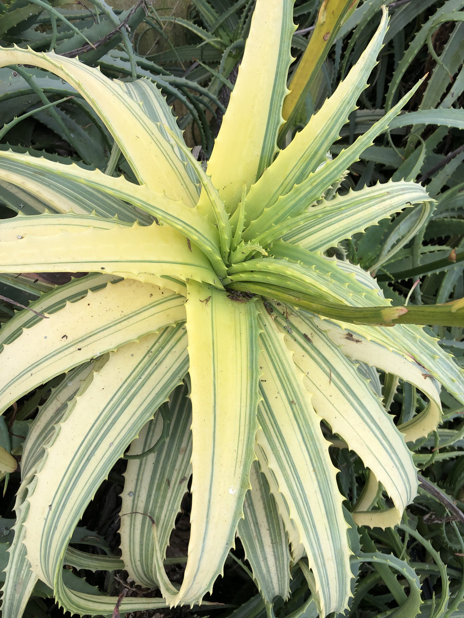 aloe vera maske ber nacht Feuchtigkeitsspendende Tuchmaske