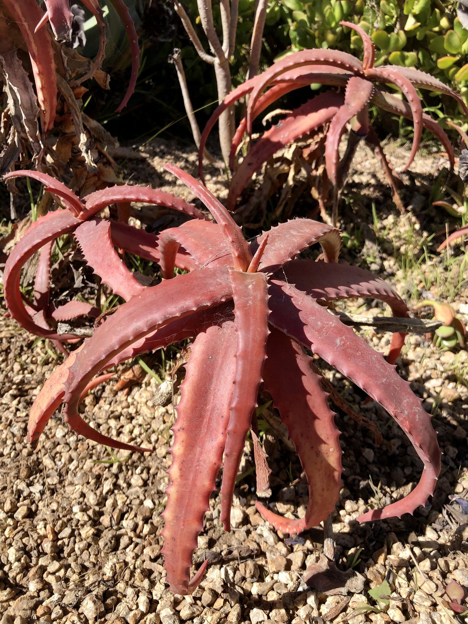 red aloe vera plant Aloe cameronii – Succulent Gardens