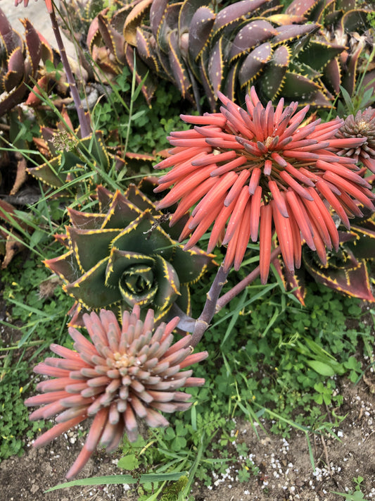 Aloe distans