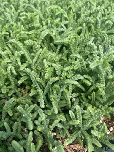 Crassula pseudolycopodioidies