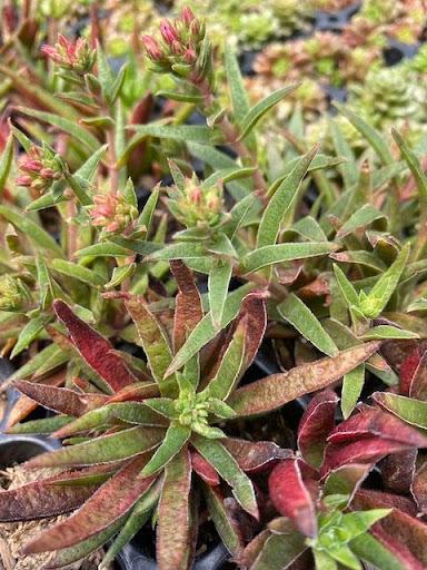 Crassula schmidtii