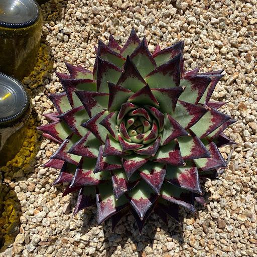 Echeveria agavoides 'Ebony'