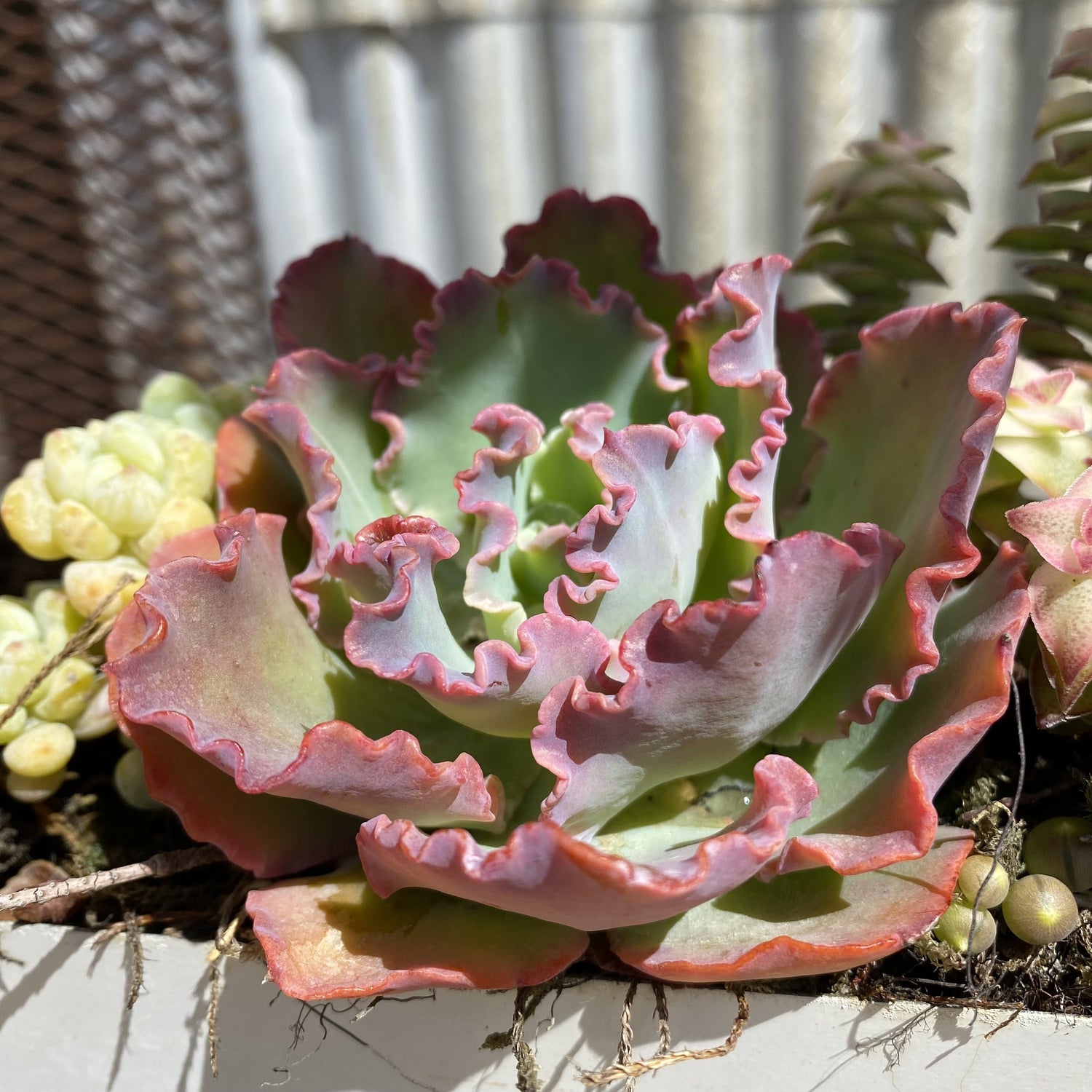 pink frills succulent Echeveria 'Crinoline Ruffles' – Succulent Gardens