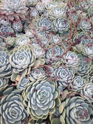 Echeveria elegans