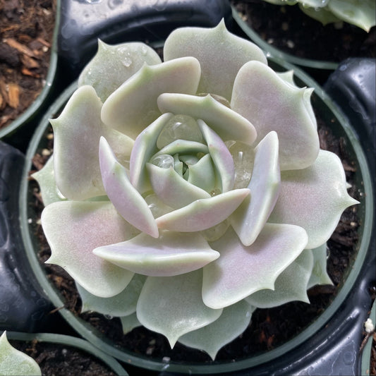 Echeveria 'Lola'