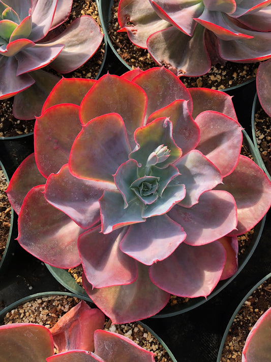 Echeveria 'Morning Glow'