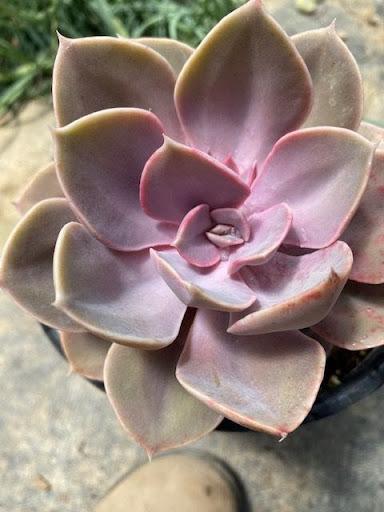 Echeveria 'Perle Von Nurnberg'