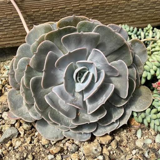 Echeveria 'Pollux'