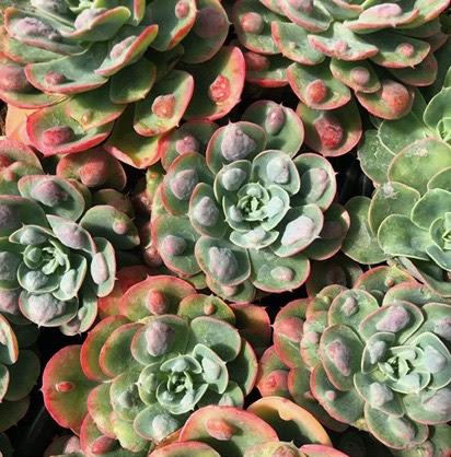 Echeveria 'Raindrops'