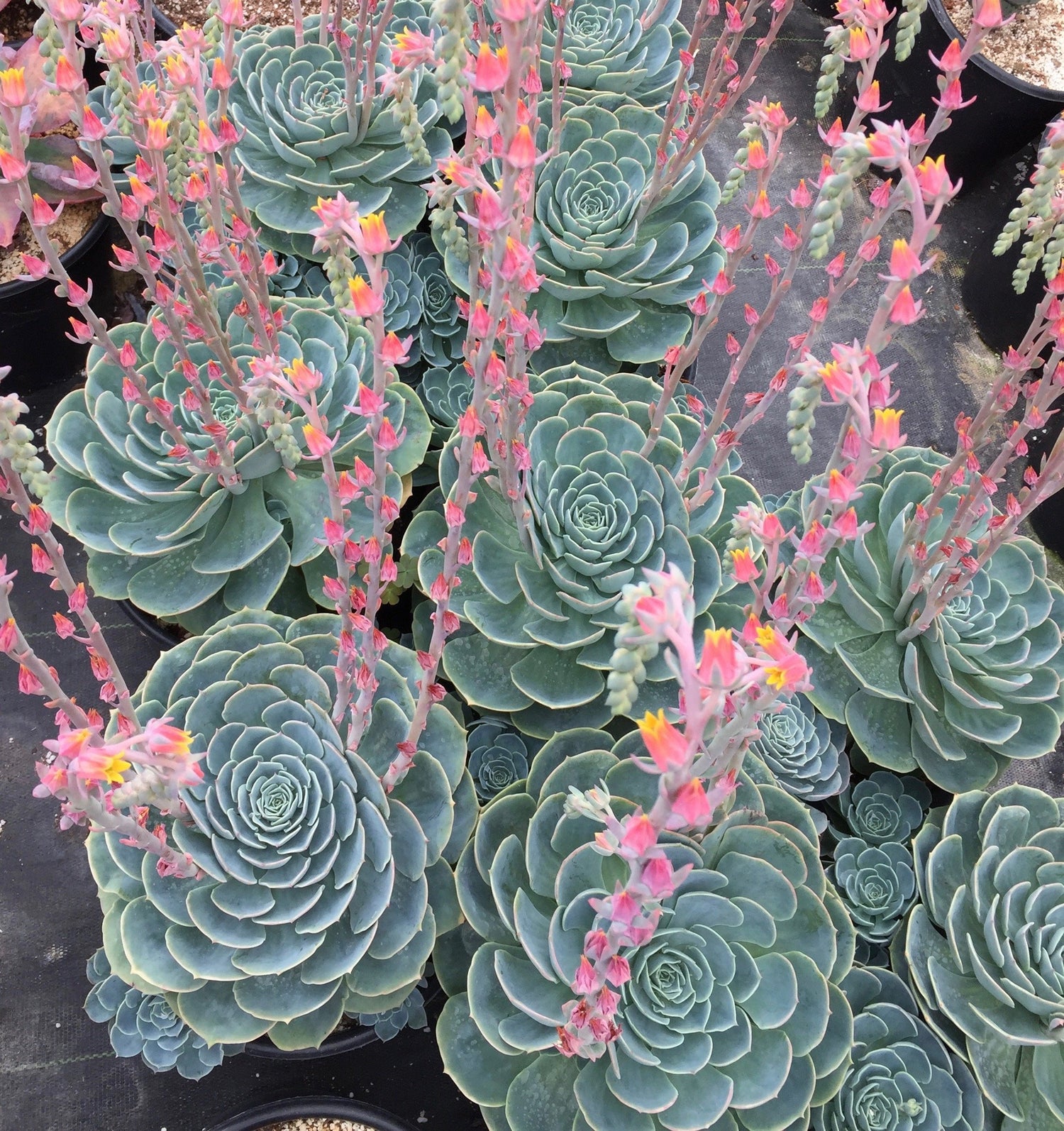 echeveria encantada succulent Echeveria 'Imbricata' – Succulent Gardens