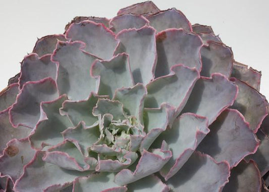 Echeveria 'Morning Light'