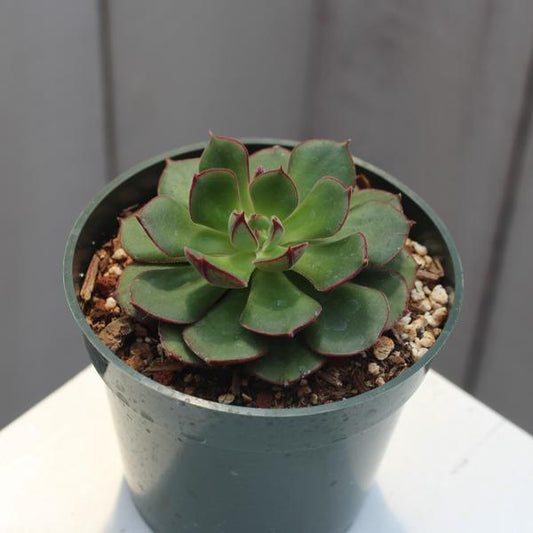 Echeveria ciliata x nodulosa