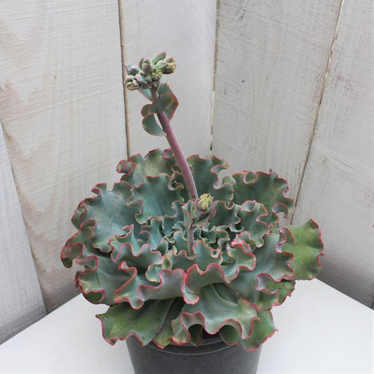 Echeveria 'Lady Aquarius'