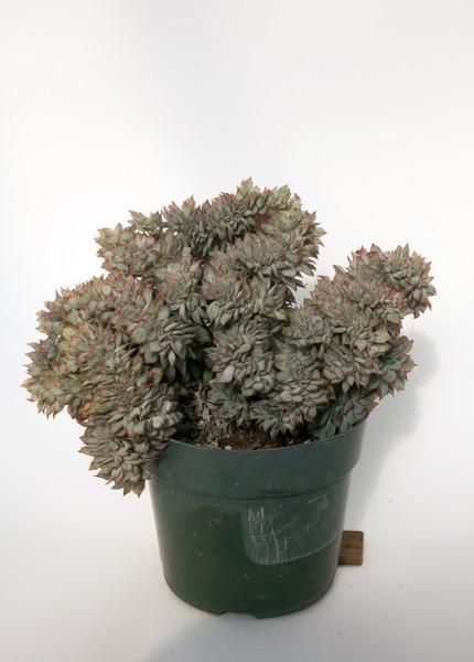 Echeveria pulidonis crest