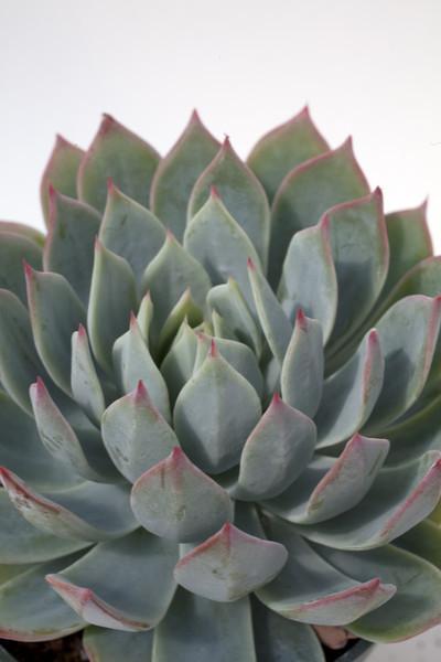 Echeveria secunda