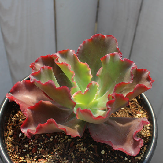 Echeveria 'Zorro'