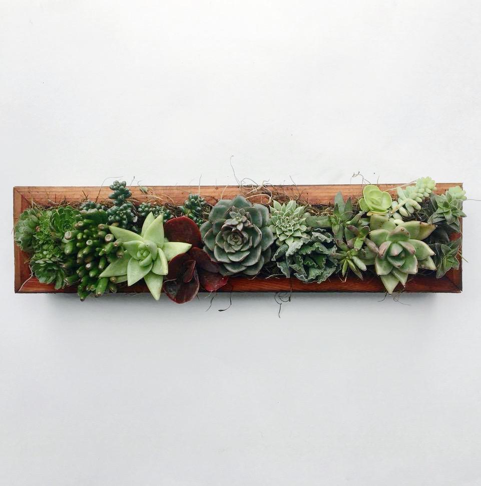 Succulent Container Garden