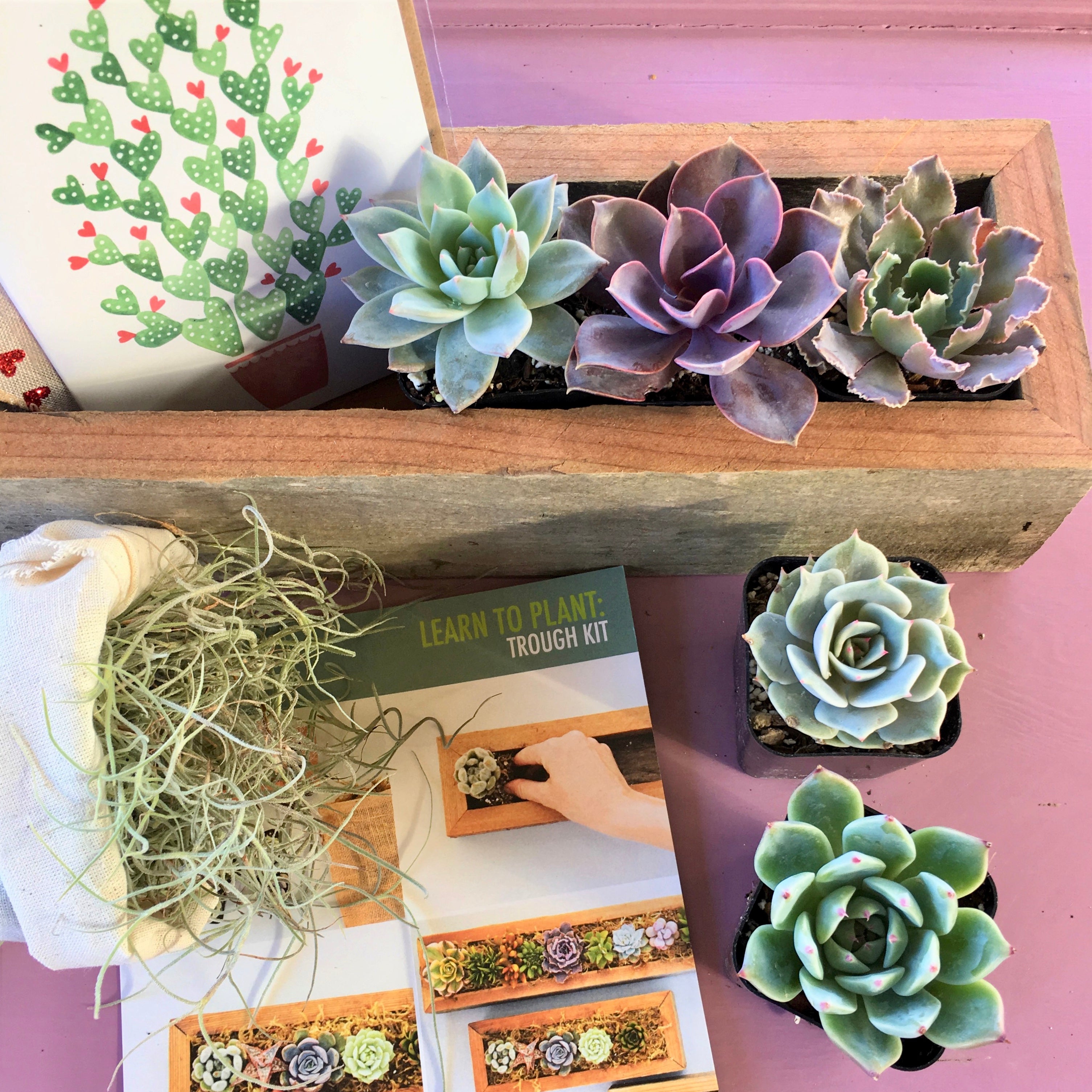 succulents in trough Succulent Trough Kit | DIY Succulent Planter